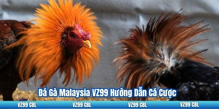 Đá Gà Malaysia VZ99 Hướng Dẫn Cá Cược Đá Gà Malaysia VZ99 Hướng Dẫn Cá Cược