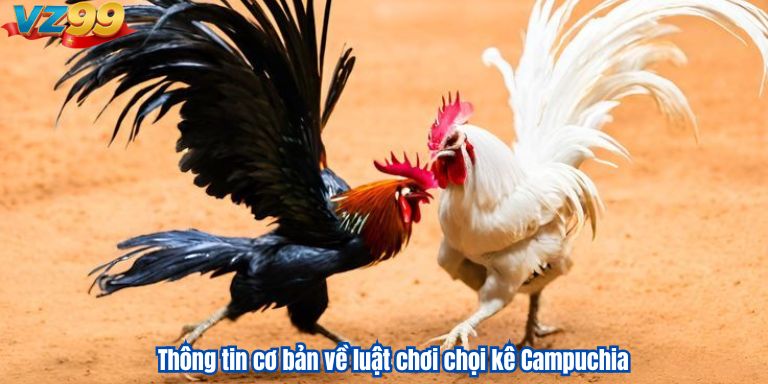 Đá Gà Campuchia VZ99 – Các Trận Chiến Đỉnh Cao Giữa Các Chiến Kê Thông tin cơ bản về luật chơi chọi kê Campuchia