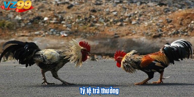 Đá Gà Campuchia VZ99 – Các Trận Chiến Đỉnh Cao Giữa Các Chiến Kê Tỷ lệ trả thưởng